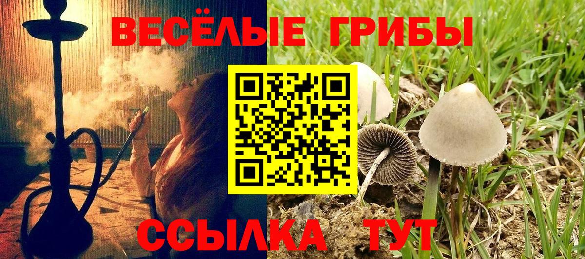 Шахты  как найти   Вход с VPN  Галлюциногенные грибы прущие грибы  Галлюциногенные грибы Cubensis 